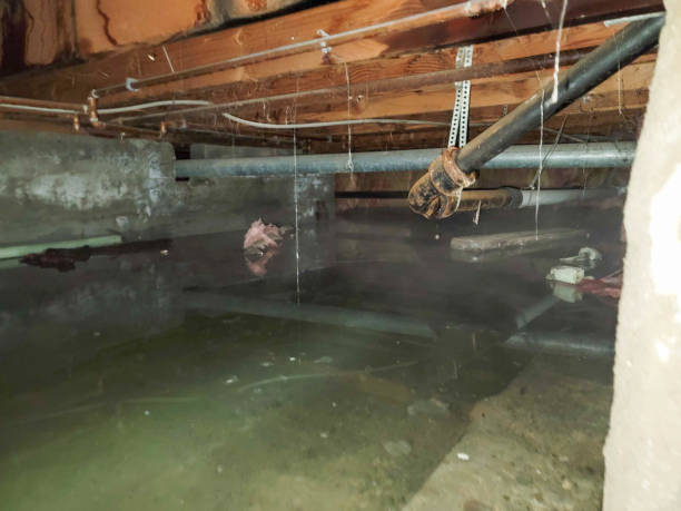 Best Mold removal after water damage  in Sardis, MS